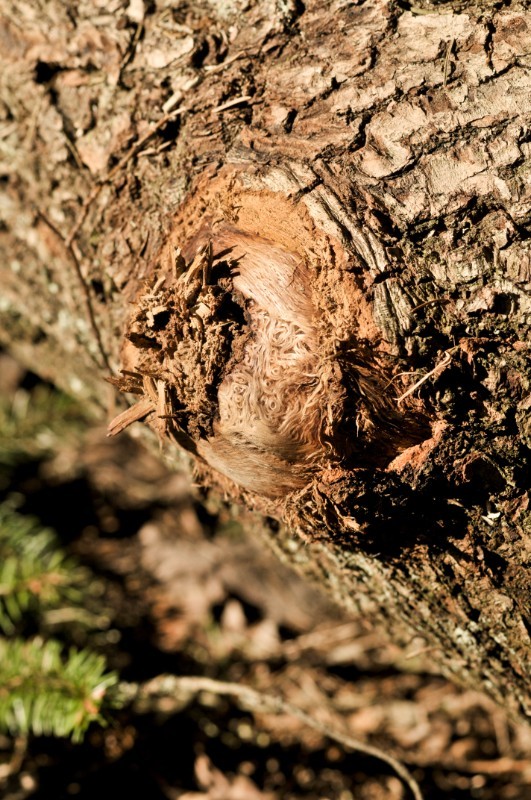 Wielkanoc 2010 nr 06.jpg
